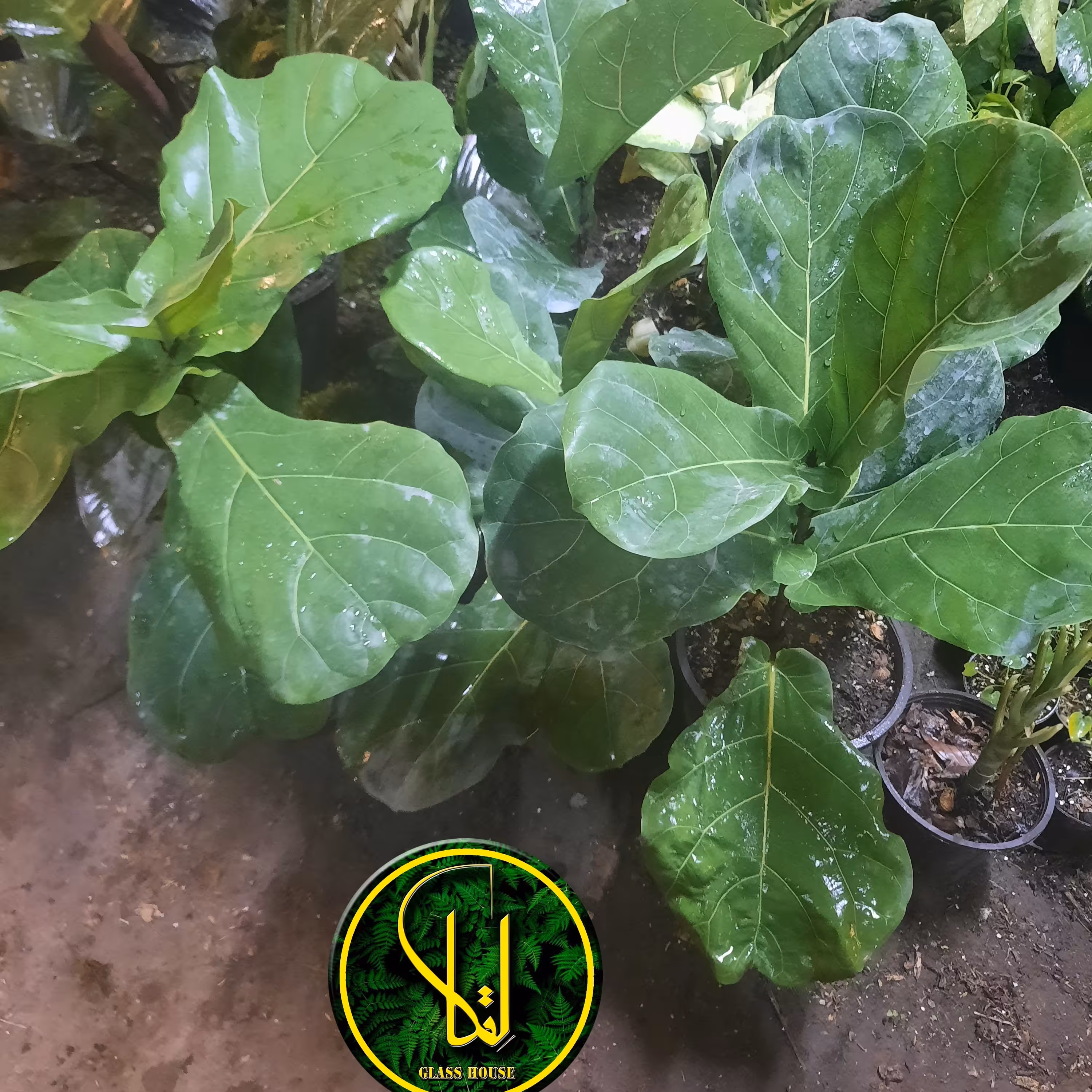 لیراتا برگ پهن