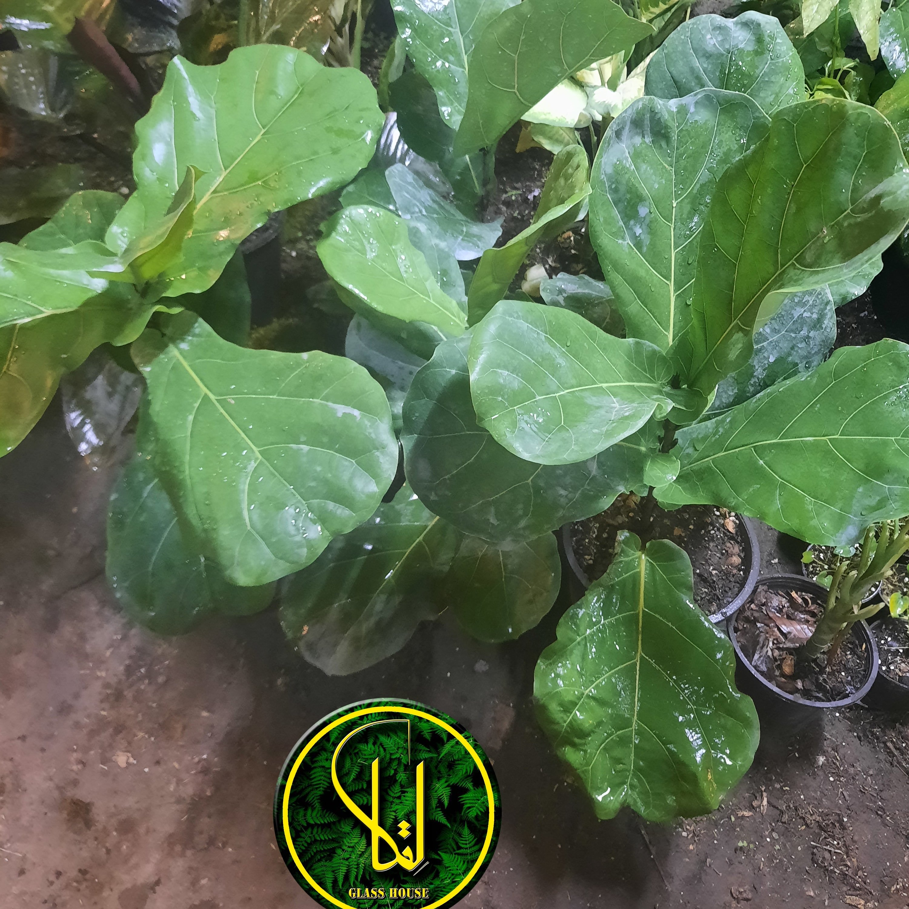 لیراتا برگ پهن