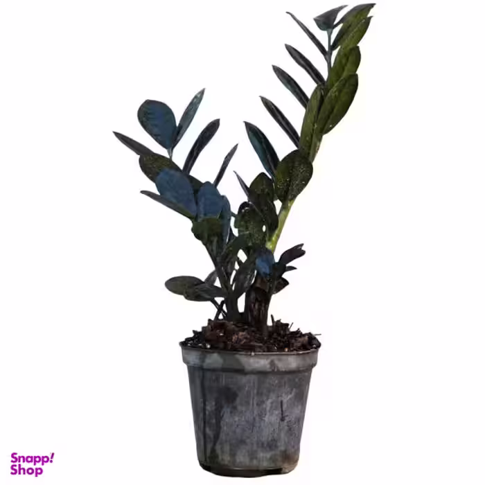 گل طبیعی زامیفولیا بلک مدل 01