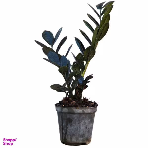 گل طبیعی زامیفولیا بلک مدل 01