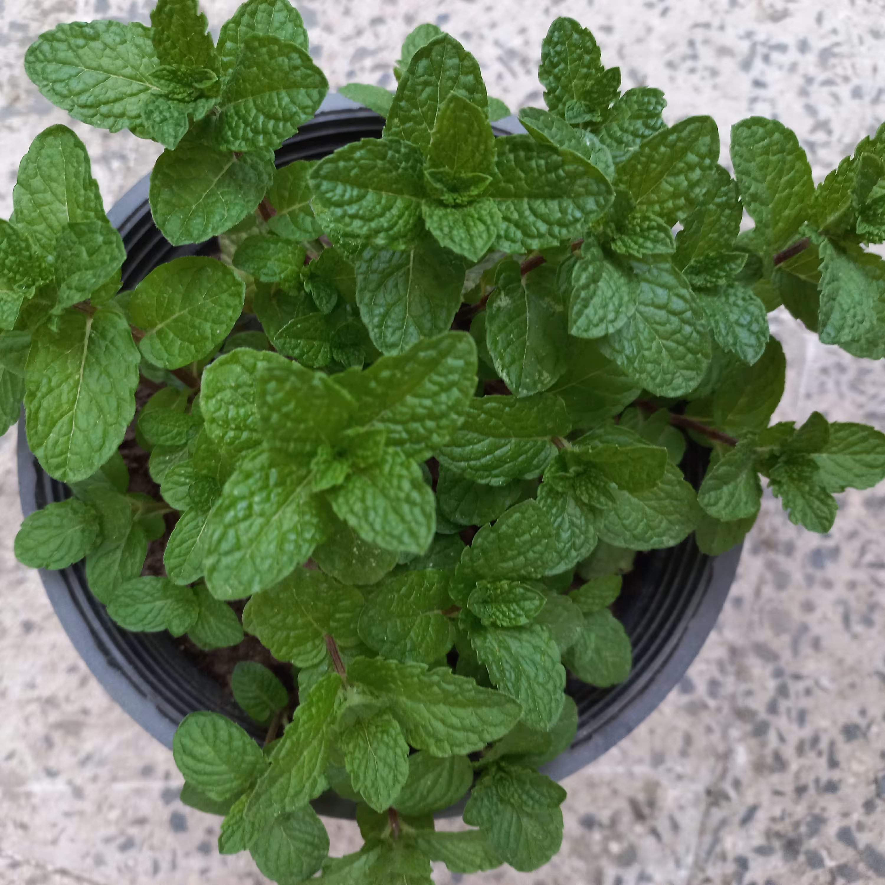 گلدان نعناع سایز بزگ