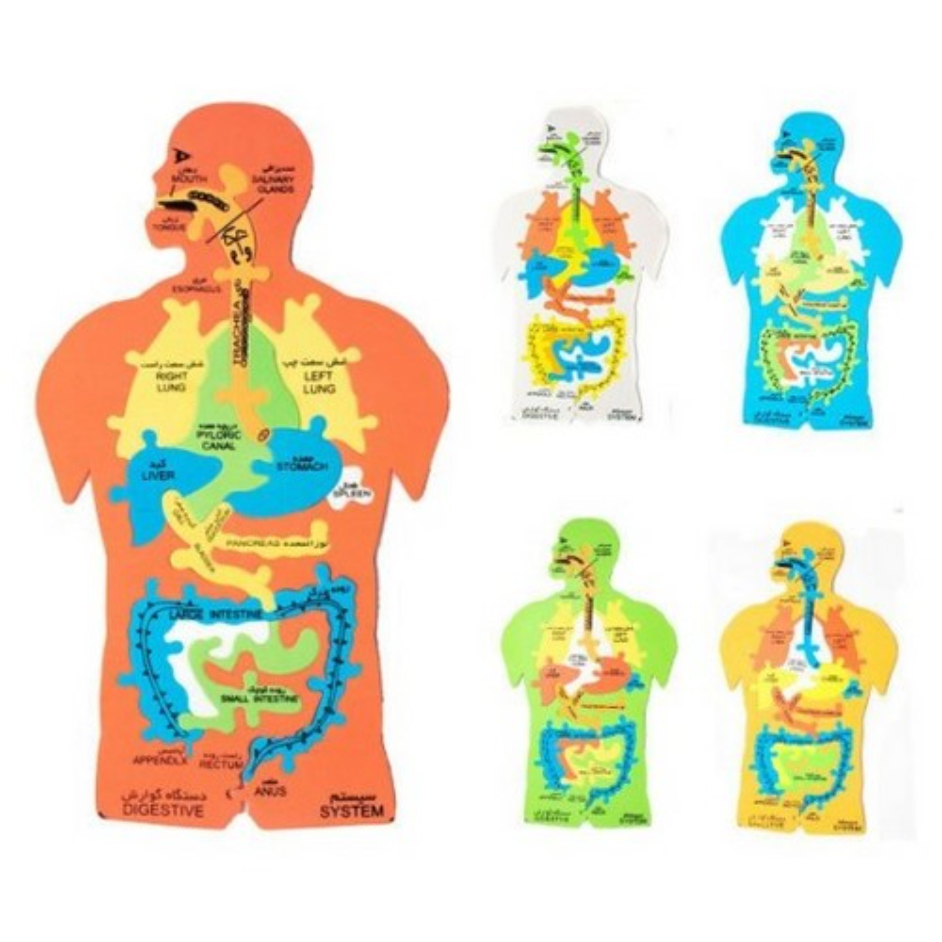 پازل آموزشی بدن انسان  برند سایان (قیمت عمده 37500)