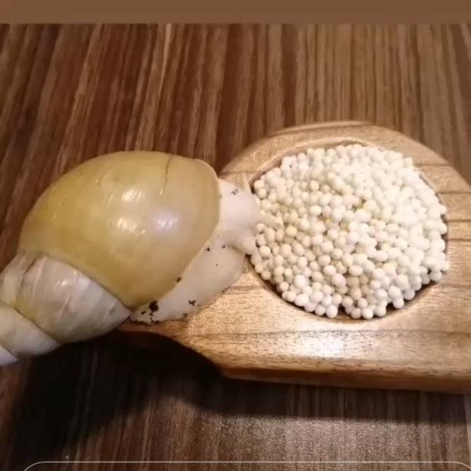 خاویار حلزون(کلاژنساز قوی)