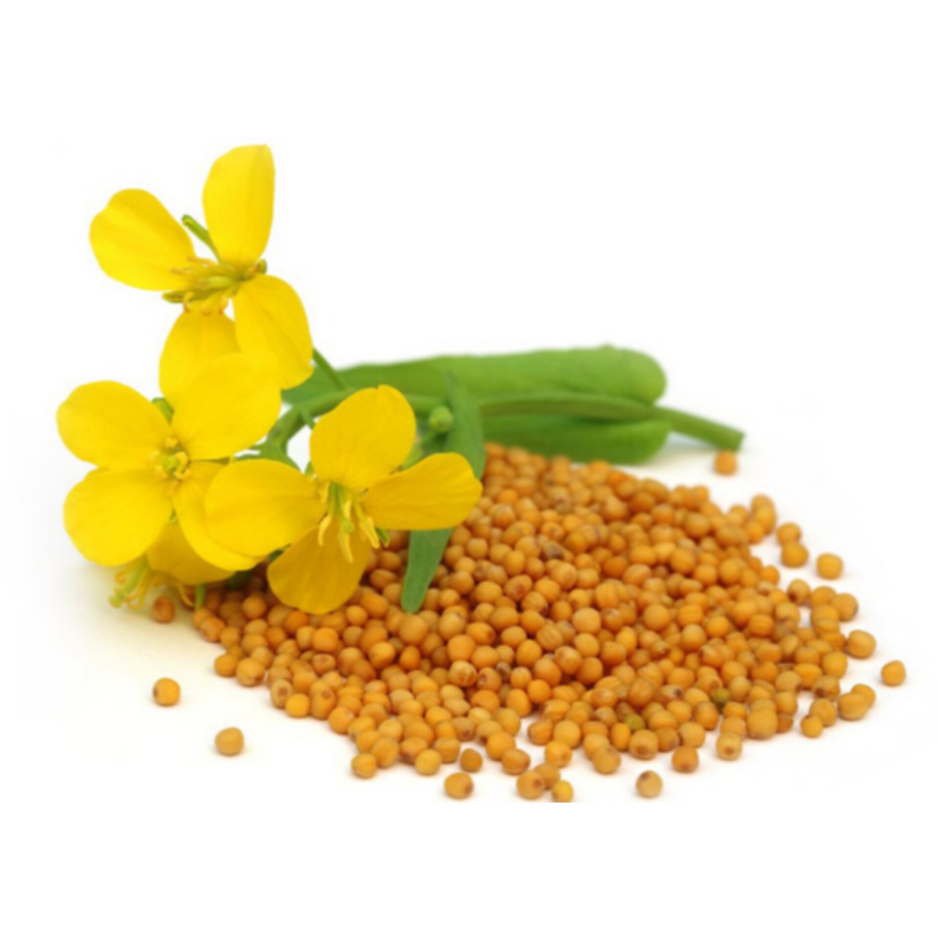 بذر خردل داروگیاهی