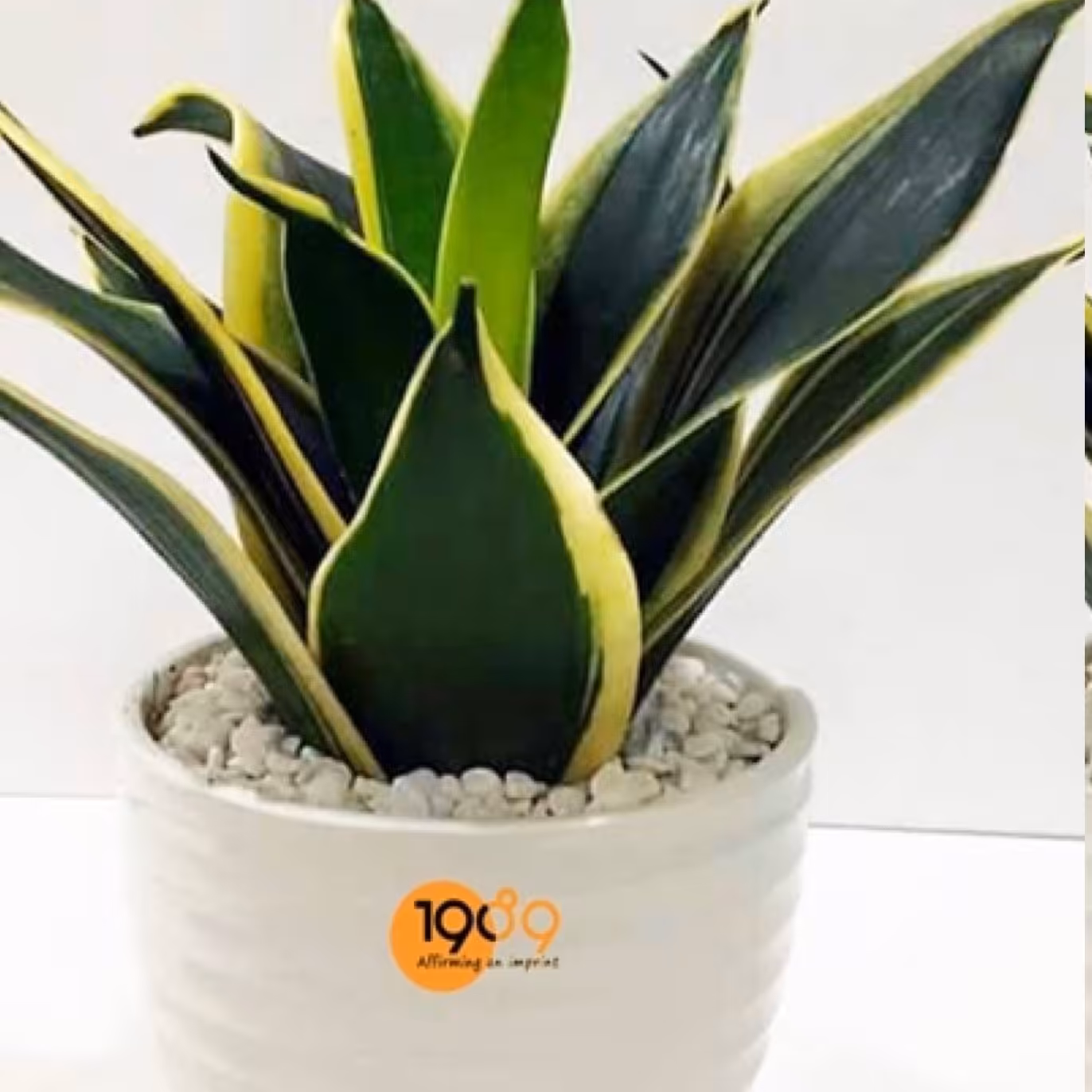 بوته سانسوریا لوتوس ابلق