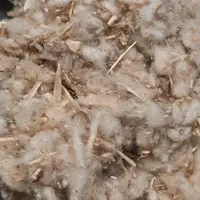 مریم نخودی یا کلپوره یک کیلویی عطاری دستانی 