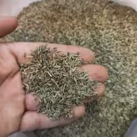 زیره سبز یا کرابیه - نیم کیلوگرم ارسال رایگان 