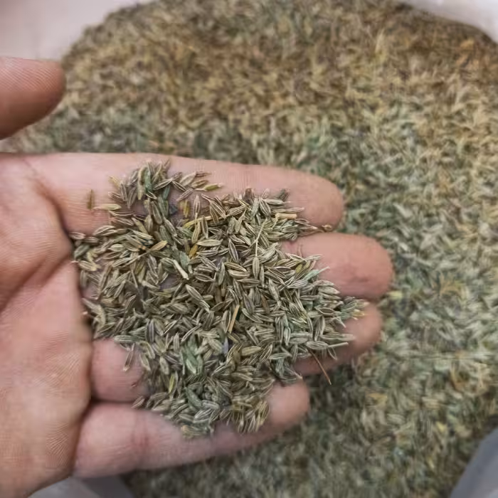 زیره سبز یا کرابیه - نیم کیلوگرم ارسال رایگان 