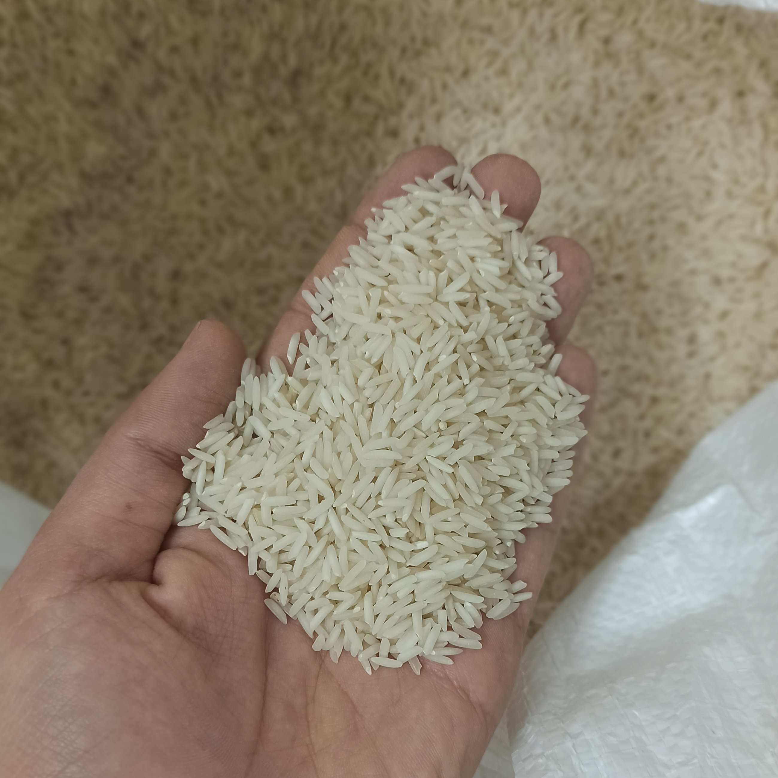 برنج  شیرودی گیلان کیلویی 55 تومان