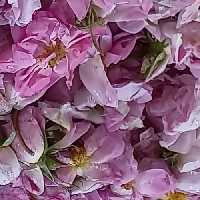 گلاب سبک.مبلغ گالن20لیتری 150 و250 و350