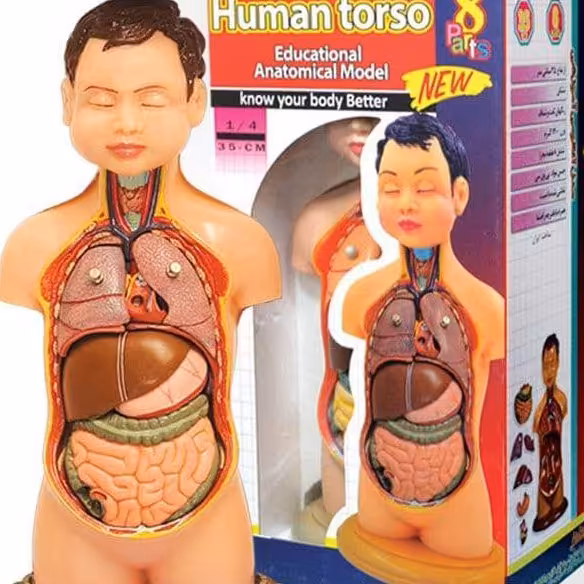 🔴مولاژ 1/2 اندازه طبیعی🔴
ارتفاع : 50 سانتیمتر
7 قطعه