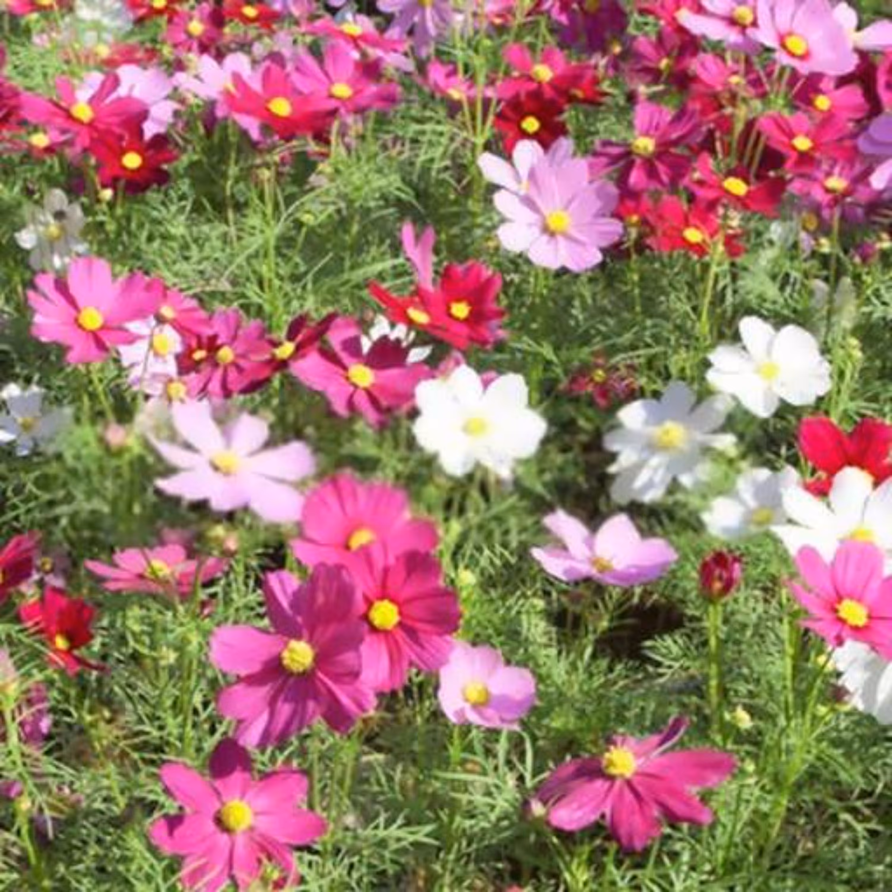 بذر گل ستاره ای الوان 30 عددی