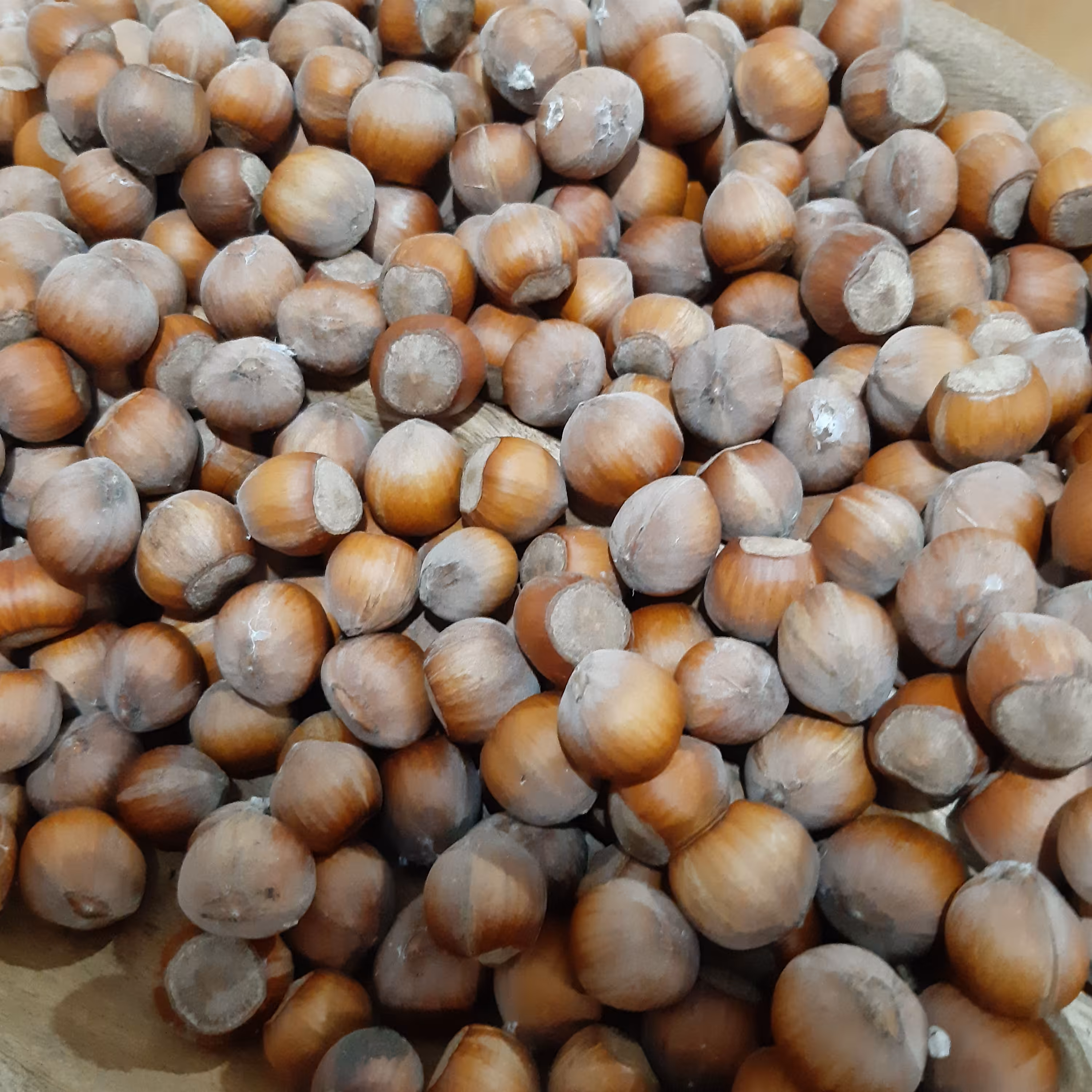 فندق درجه 1 اشکورات محصول شهریور امسال به صورت عمده