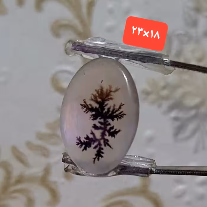 شجر قائنات اصل 22