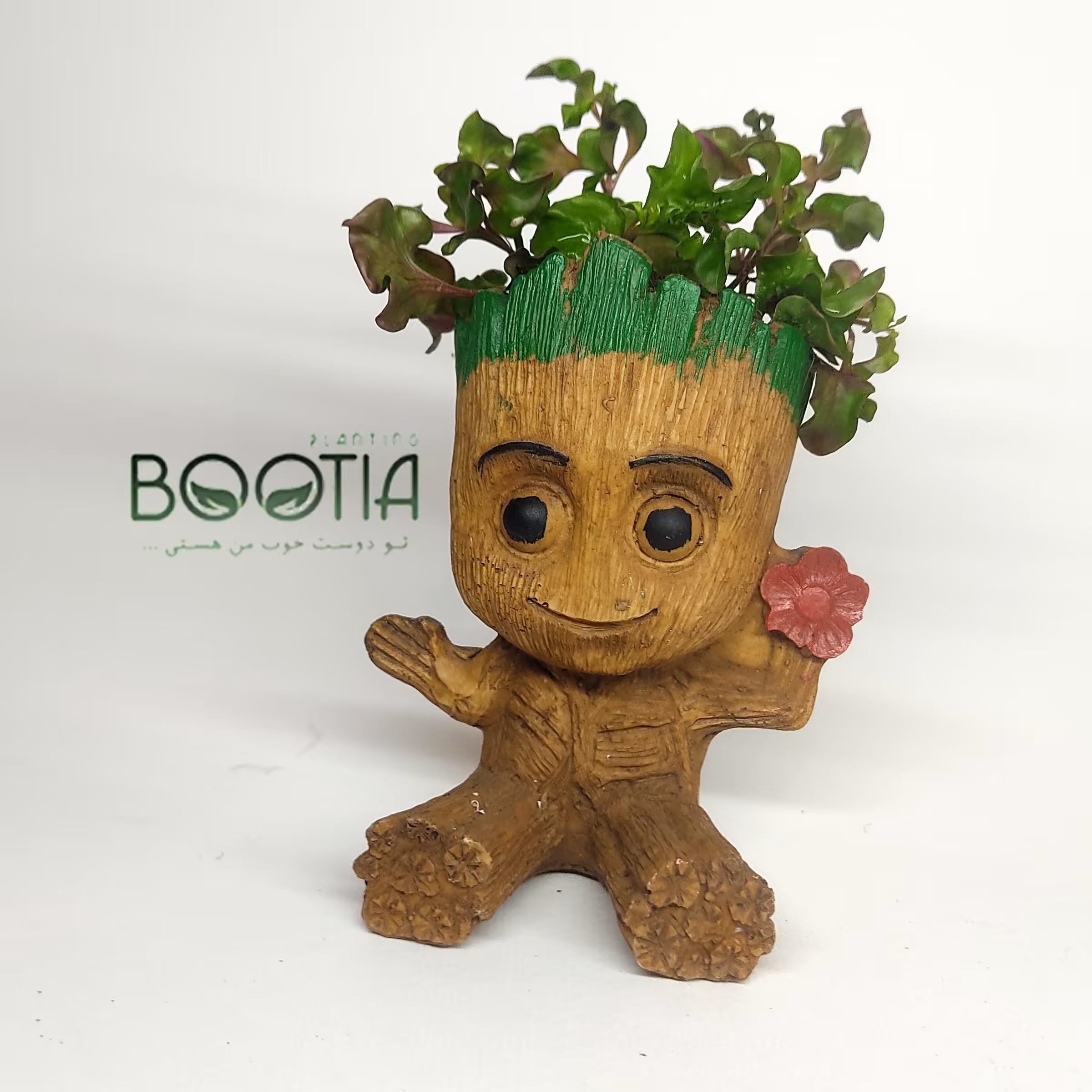 گیاه رویال (آلترنانترا) - گلدان پلی استر طرح گروت