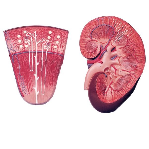 مدل (مولاژ) کلیه ونفرون (دوتکه)