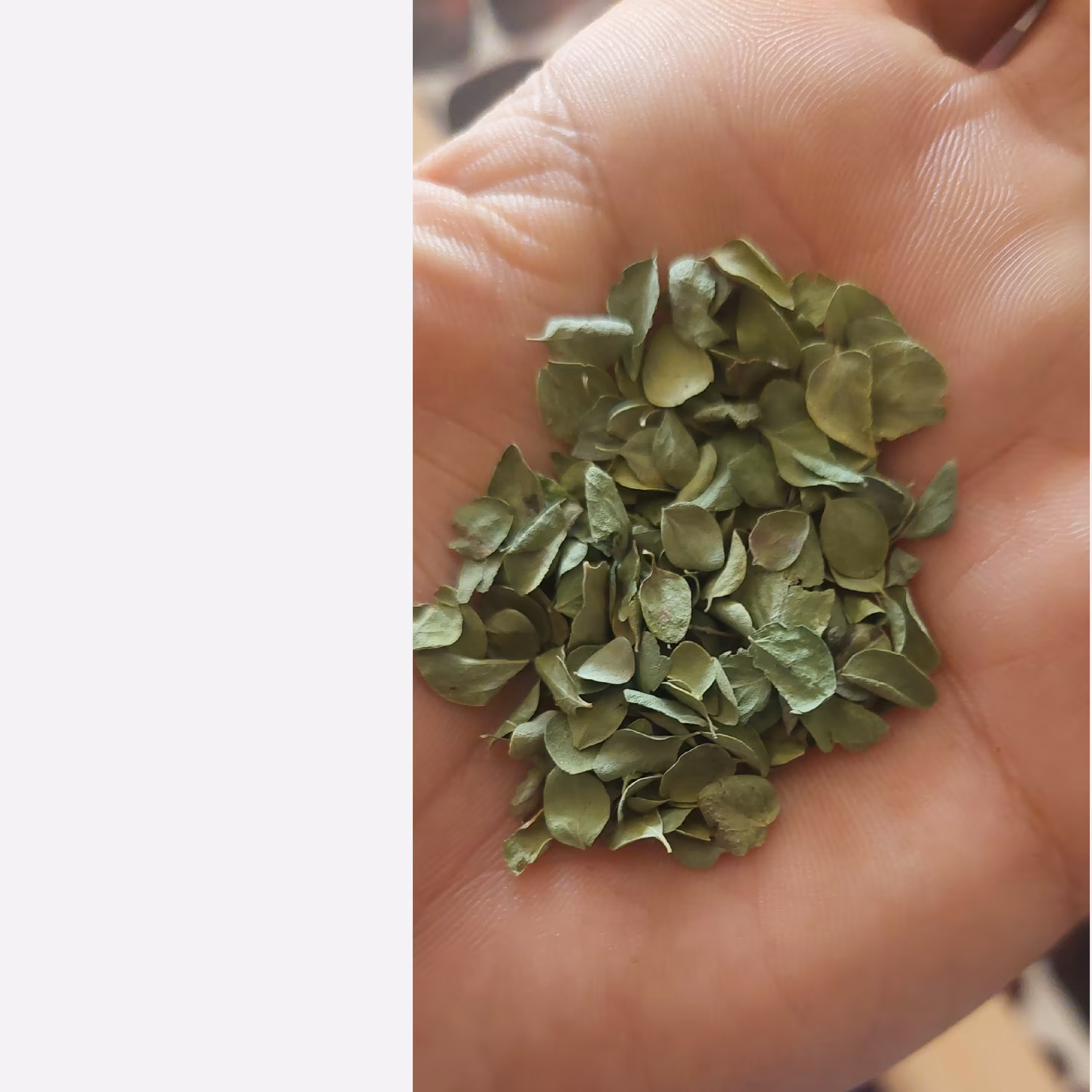 آویشن شیرازی 98درصد 500 گرم 