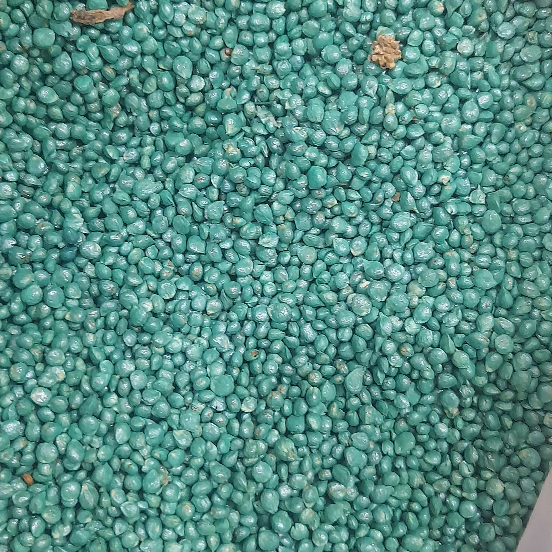 بذر اسفناج (100گرمی)