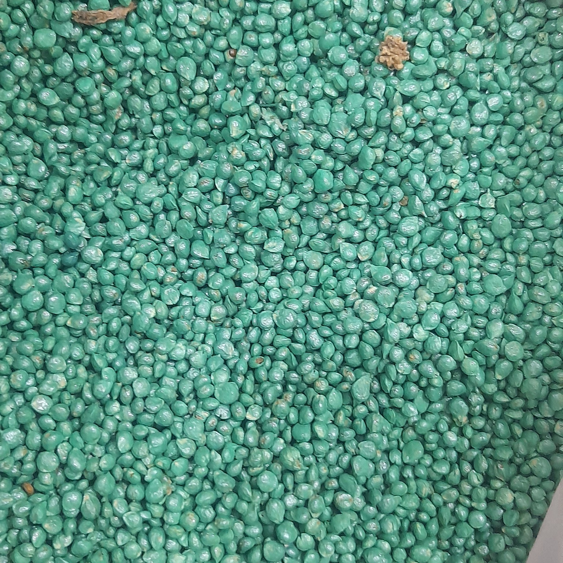 بذر اسفناج (100گرمی)