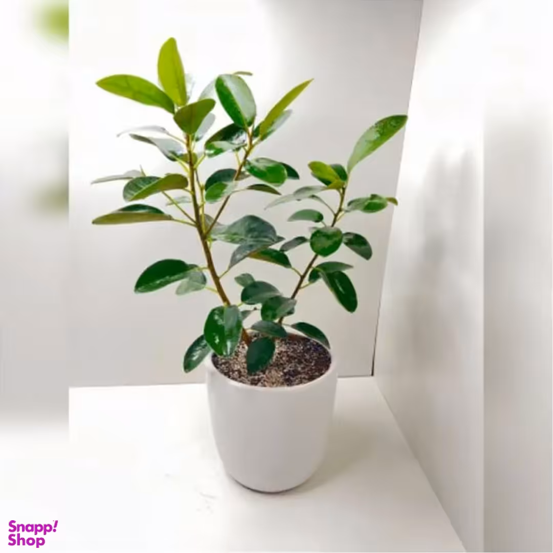 گلدان طبیعی فیکوس جنگلی سایز ۹۰×۱۰۰ سانتی متر