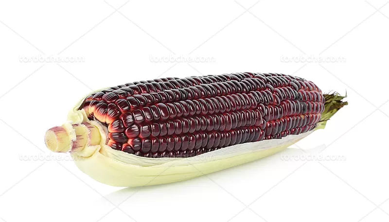 عکس ذرت بنفش | گرافیک با طعم تربچه