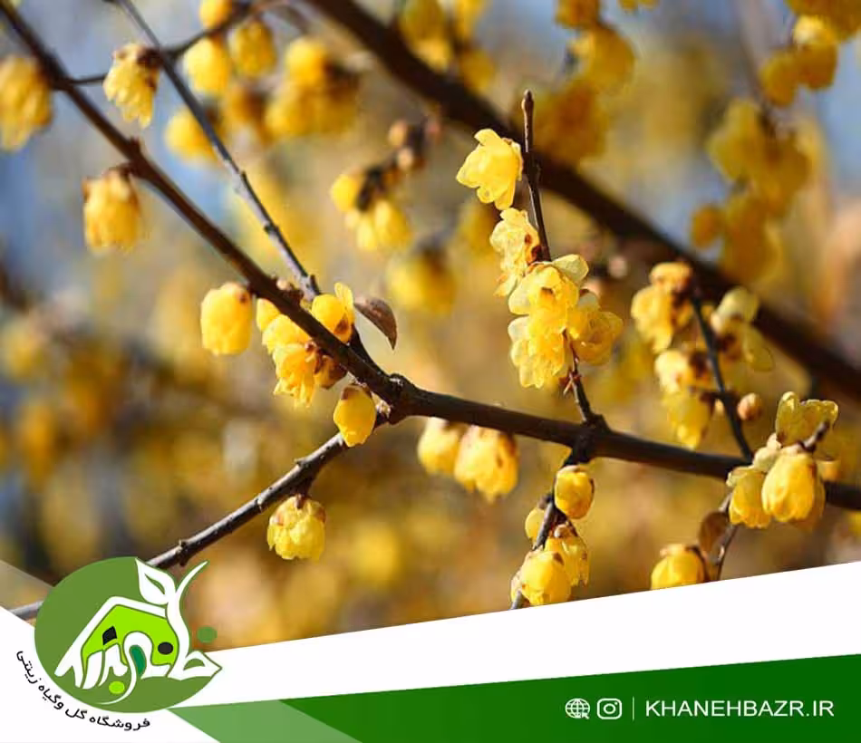 بذر درختچه گل یخ - خانه بذر | فروشگاه بذر وارداتی گل و گیاه زینتی 1404