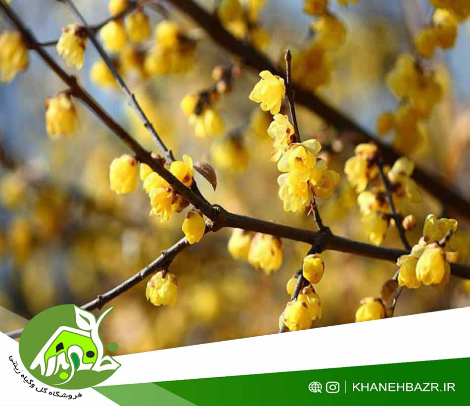 بذر درختچه گل یخ - خانه بذر | فروشگاه بذر وارداتی گل و گیاه زینتی 1404