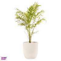 گیاه طبیعی اریکا گلیتال مدل GTL112