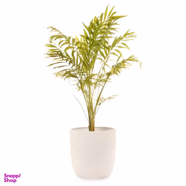 گیاه طبیعی اریکا گلیتال مدل GTL112