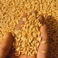 گندم.بدون پوست.بسته1 کیلویی