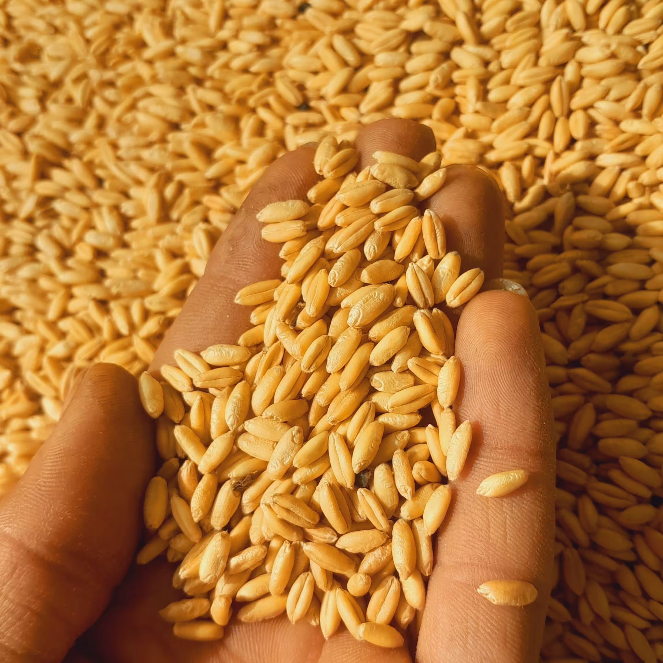 گندم.بدون پوست.بسته1 کیلویی