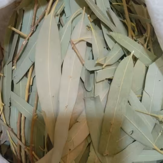 برگ خشک معطر اکالیپتوس امسالی 200 گرمی