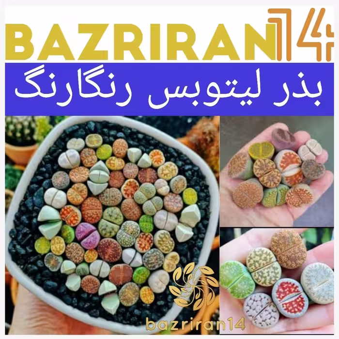 بذر لیتوپس رنگارنگ مخلوط باکیفیت بالا بسته 5عددی