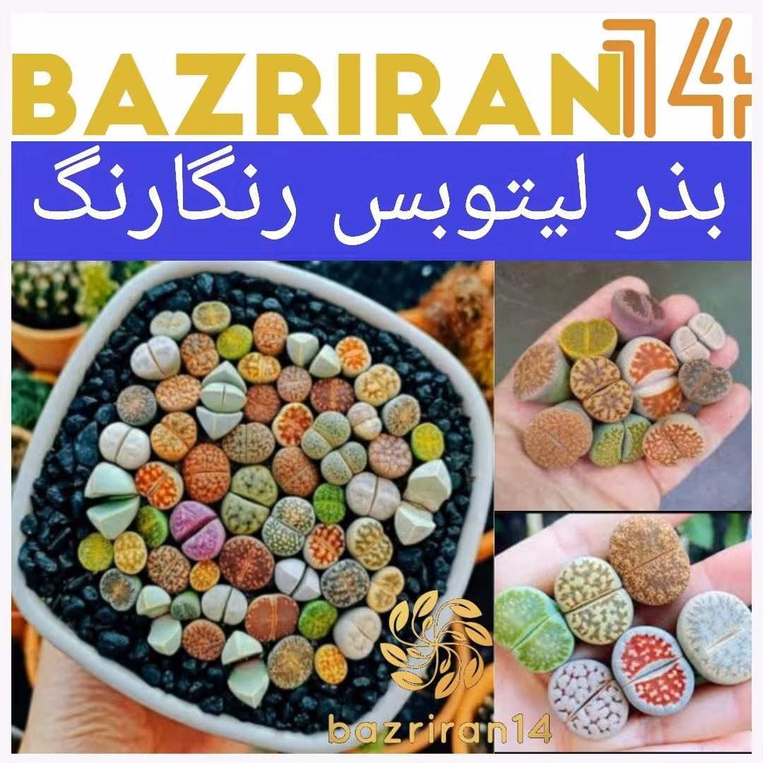 بذر لیتوپس رنگارنگ مخلوط باکیفیت بالا بسته 5عددی