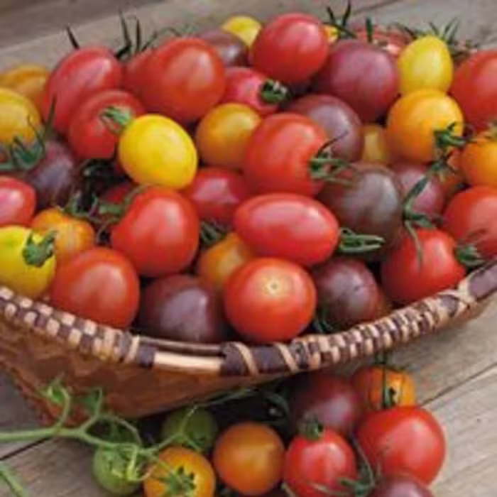 بذر گوجه کبابی میکس