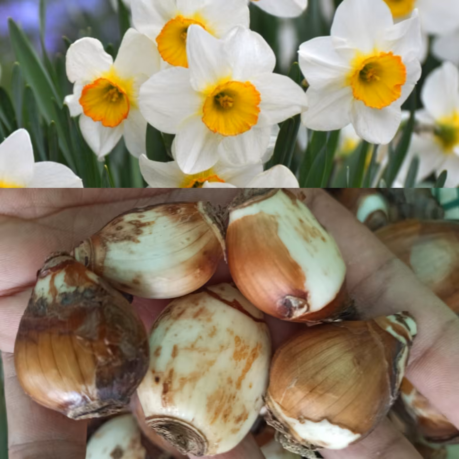 پیاز گل نرگس سایزکوچک(تک جوانه)