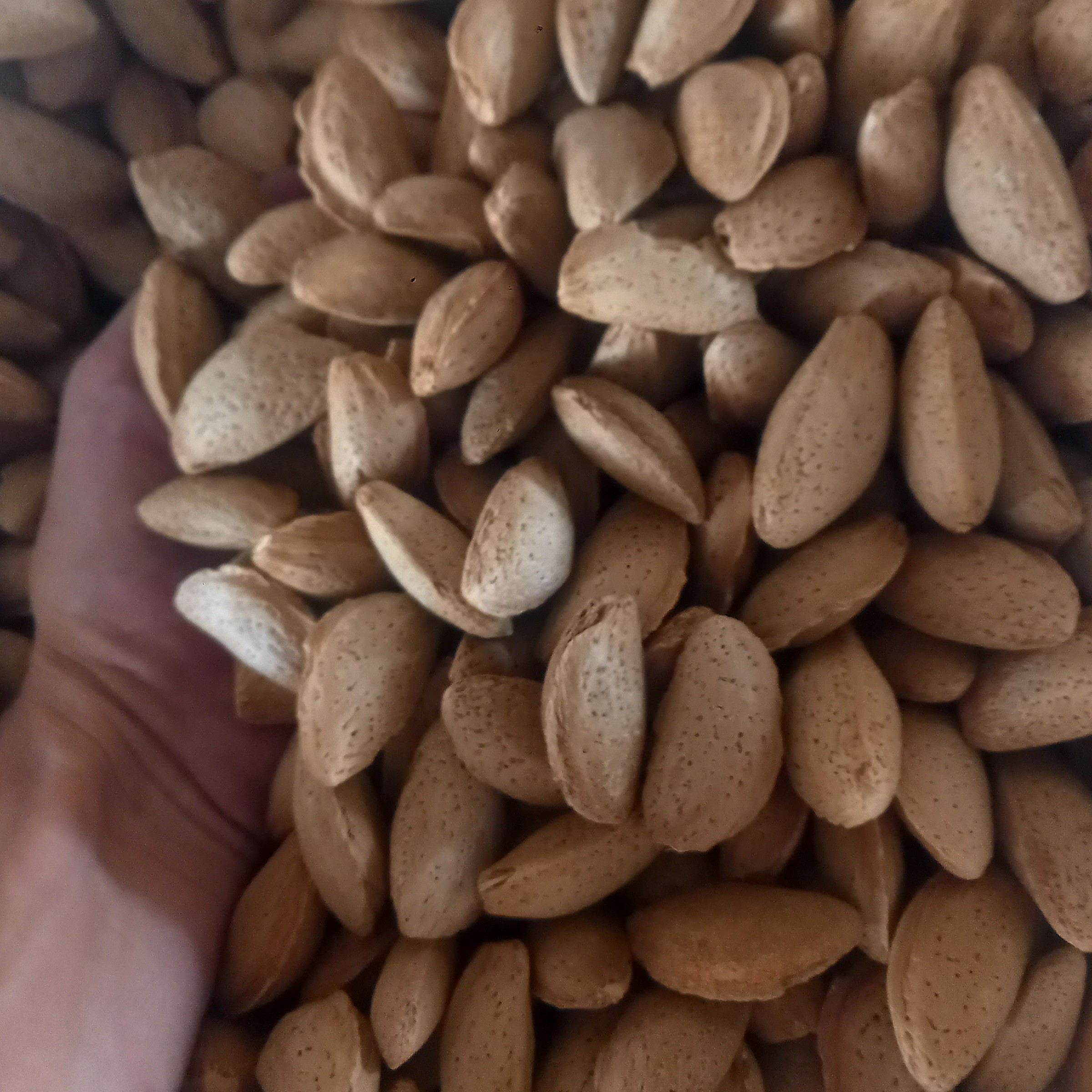 باداوم مامایی ازمزارع استان اصفهان