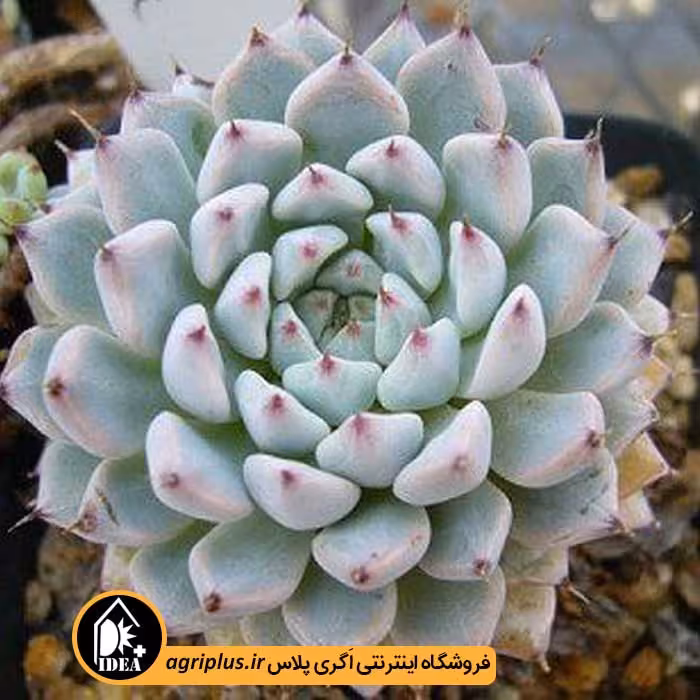 بذر ساکولنت Echeveria Cuspidata V. Menchaca