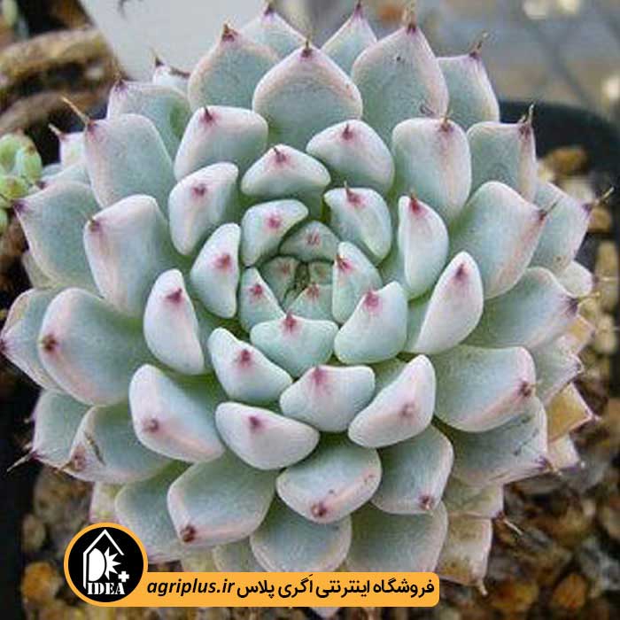 بذر ساکولنت Echeveria Cuspidata V. Menchaca