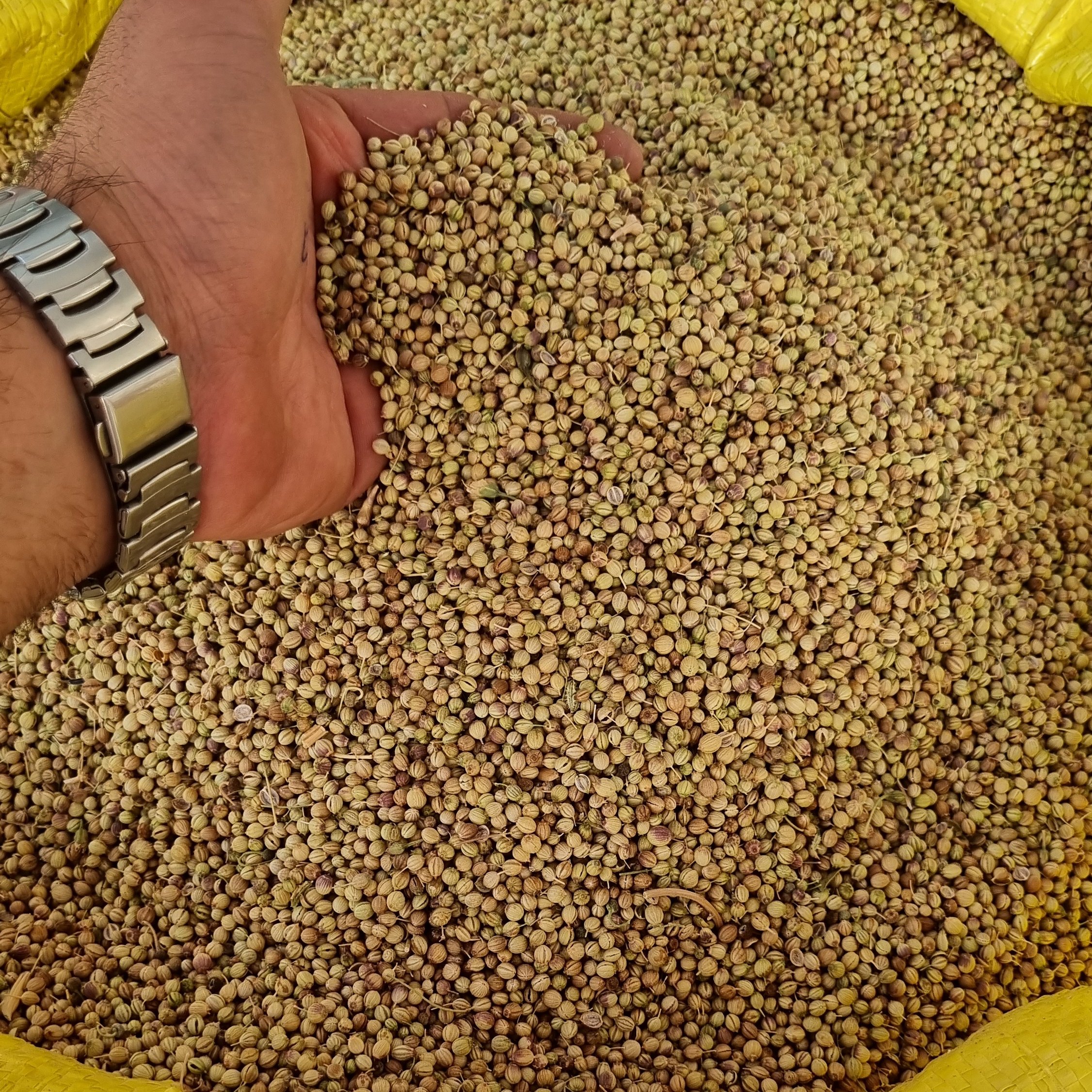 بهترین قیمت تخم گشنیز نیم کیلو امسالی و تازه بهترین کیفیت