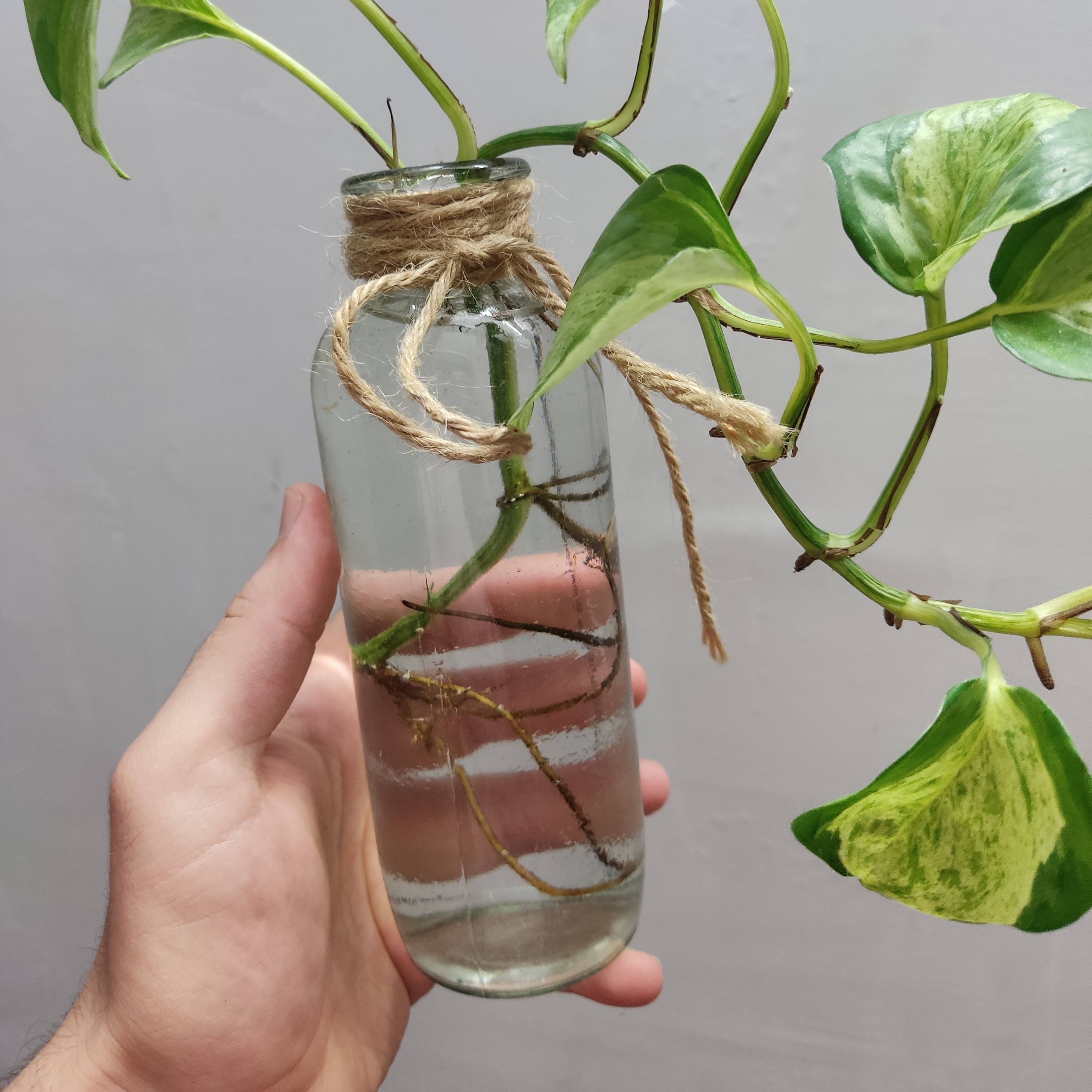 20 عدد گلدان شیشه ای دونه ای 9.800 تومان(ارسال با اتوبوس و پسکرایه)