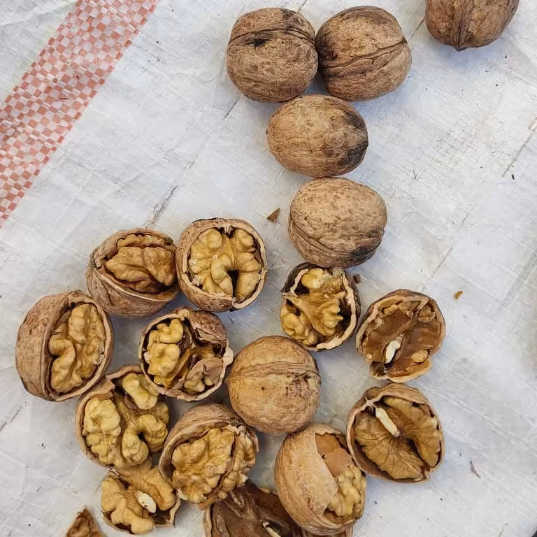 گردو ایرانی درجه یک 1 کیلویی