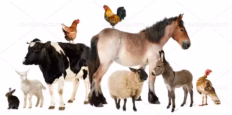 عکس انواع حیوانات اهلی | گرافیک با طعم تربچه