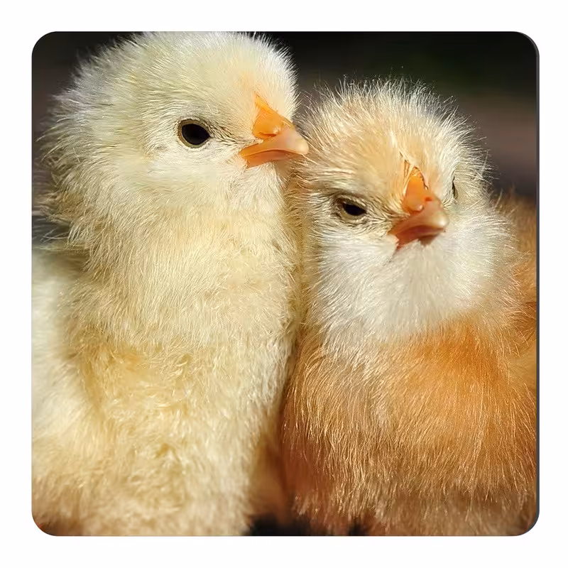  مگنت طرح جوجه مرغ کد NIM1513