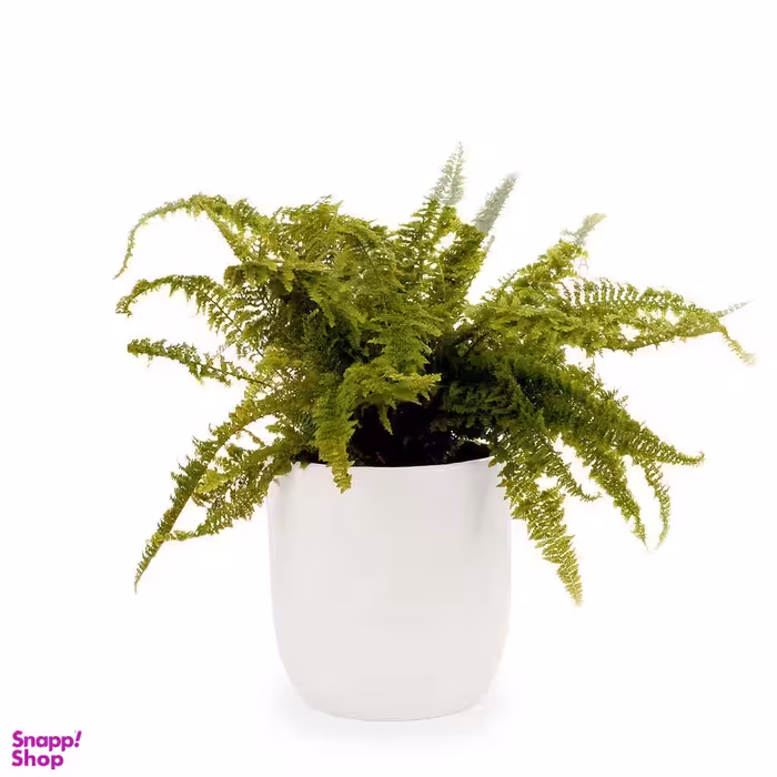 گلدان سرخس شمشیری