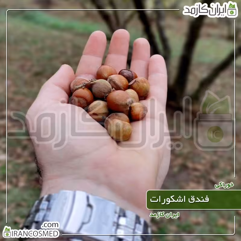 فندق تازه اشکورات رحیم اباد گیلان - خرید و قیمت فندوق خام برداشت 1402 - 100گرمی