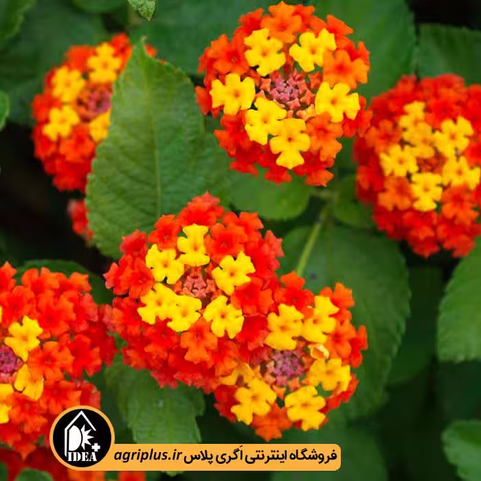 بذر گل شاه پسند بسته بندی خانگی