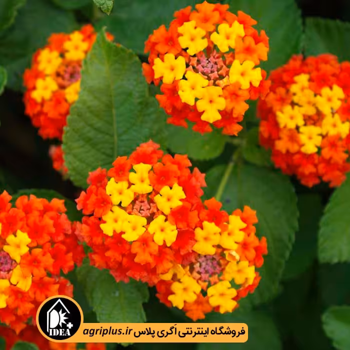 بذر گل شاه پسند بسته بندی خانگی