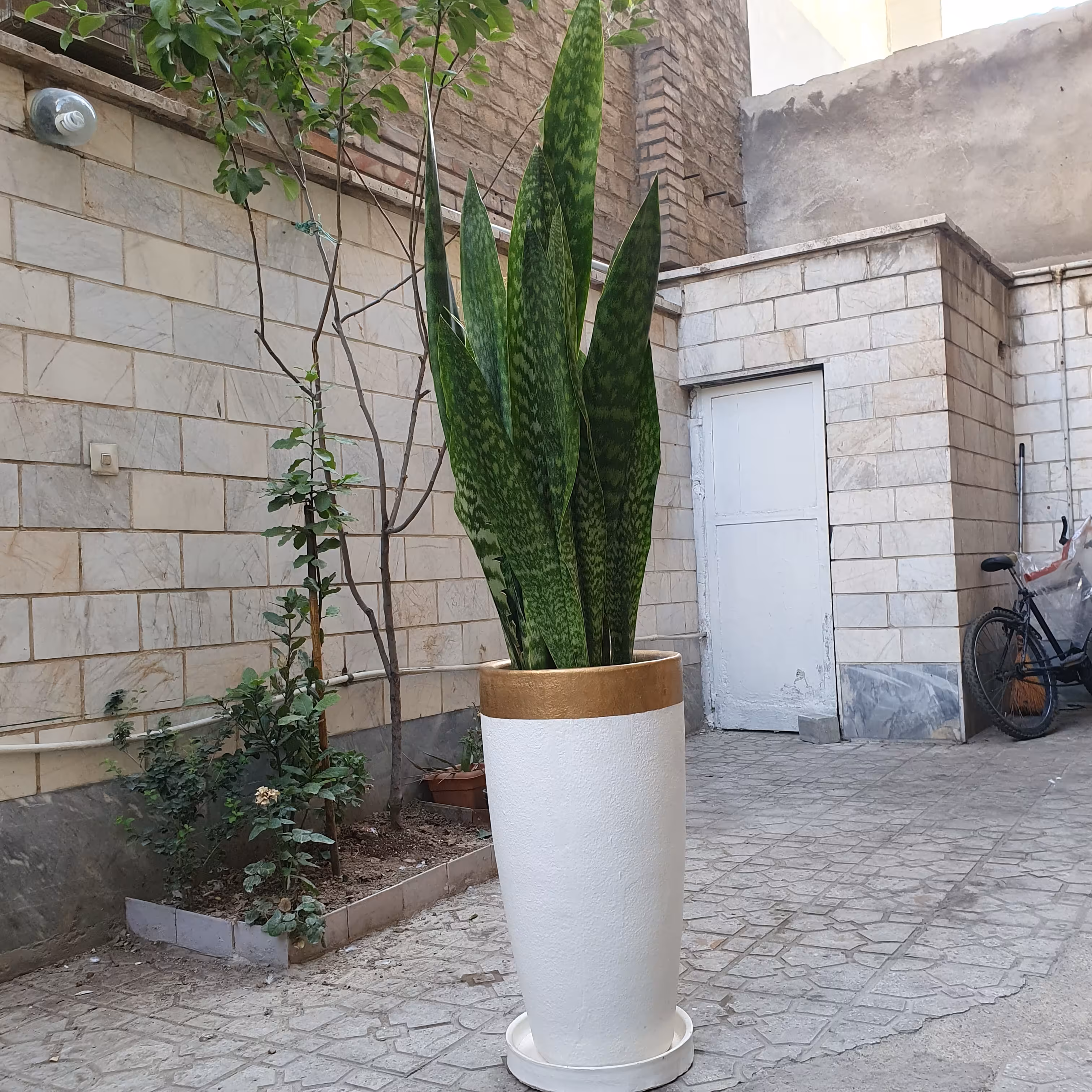 گل و گیاه آپارتمانی طبیعی سانسوریا پوست ماری 14 برگ(sansvetia)