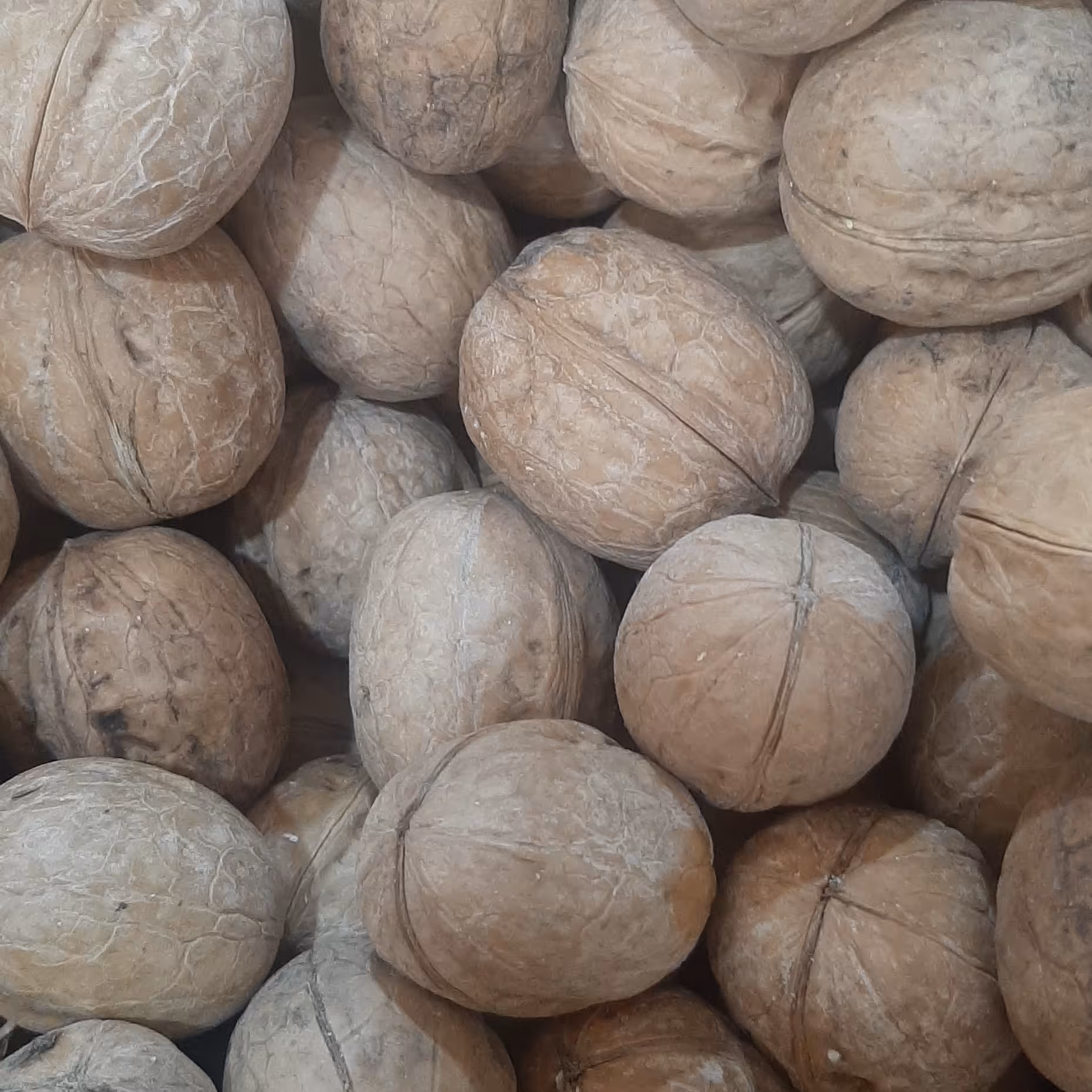 گردو درجه 1 پوست کاغذی مغز سفید